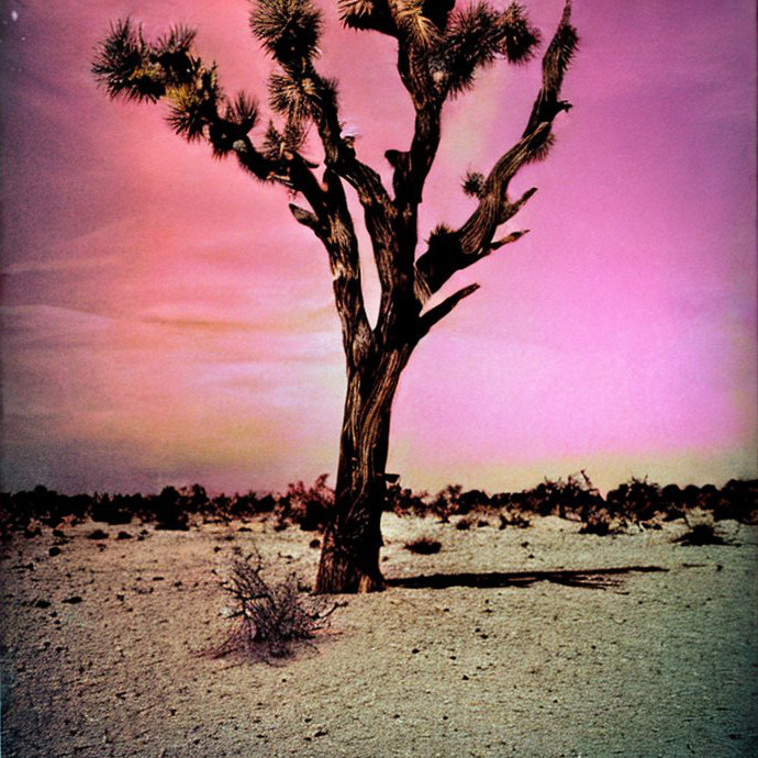 a barren tree in the desert, with pink sky.